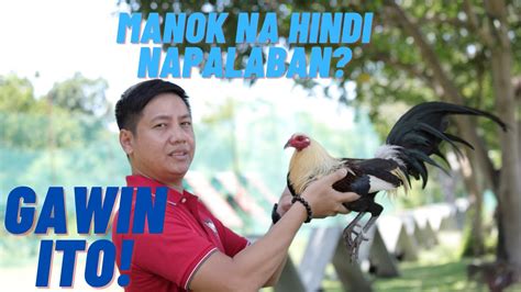 Sabong Tips : Ito Ang Dapat Gawin Sa Manok .